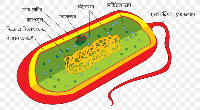 Bacterial Cell Structure Cell Wall Prokaryote, PNG, 1280x706px, Bacterial Cell Structure, Archaeans, Area, Bacillus, Bacteria Download Free