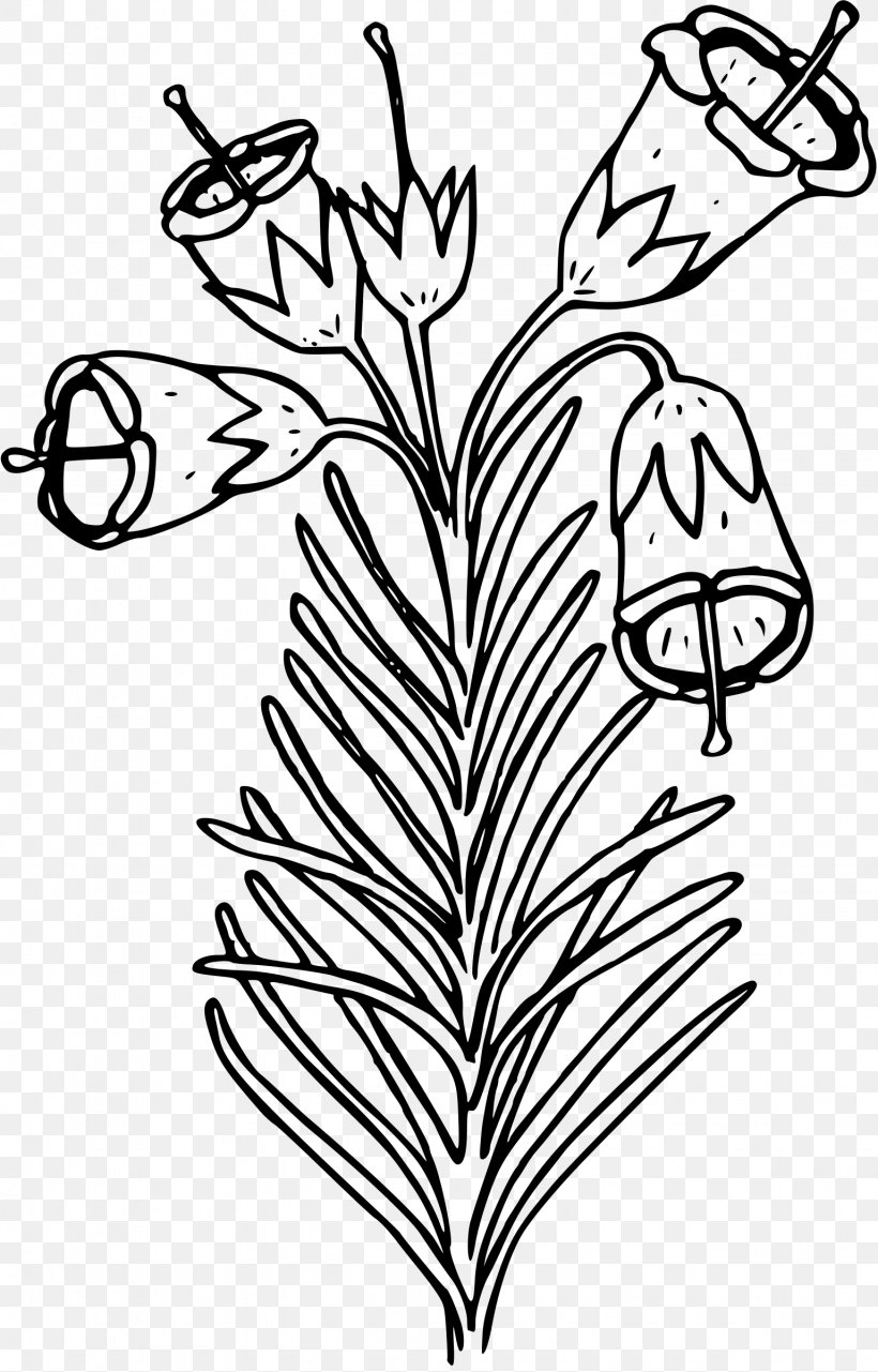 Drawing Coloring Book Calluna Flower Coloring Pages For Kids, PNG, 1536x2400px, Drawing, Autumn, Black And White, Branch, Brezo Download Free