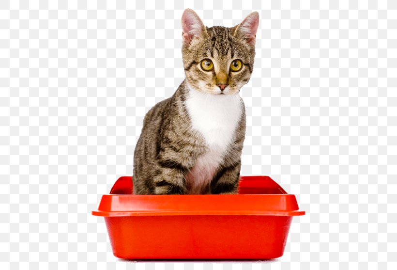 Kitten Cat Litter Trays Why Does My Cat -? Persian Cat Cat Health, PNG, 460x557px, Kitten, American Shorthair, American Wirehair, Box, California Spangled Download Free