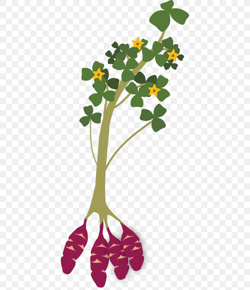 Oca Tuber Plant Stem Iron Cross Maca, PNG, 421x949px, Oca, Branch, Flora, Flower, Flowering Plant Download Free
