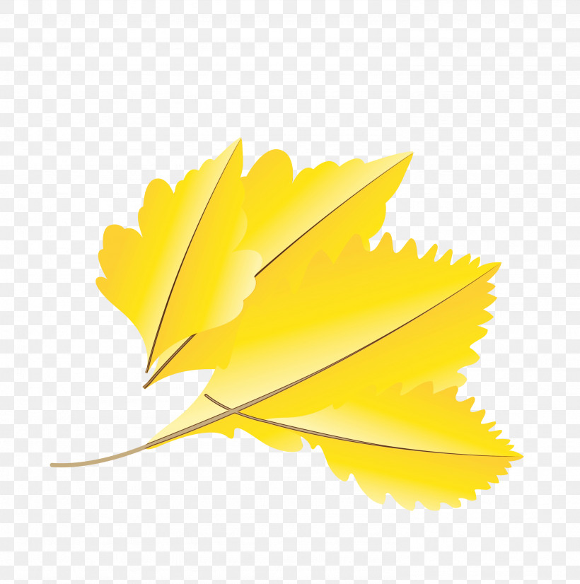 Petal Leaf Yellow M-tree Tree, PNG, 2976x3000px, Autumn Leaf, Biology, Cartoon Leaf, Fall Leaf, Leaf Download Free