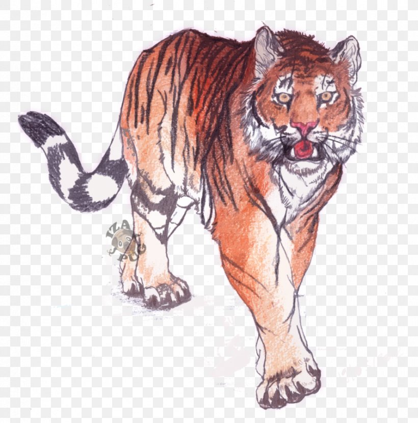 Bengal Tiger Drawing Whiskers Siberian Tiger Wildlife, PNG, 888x899px, Bengal Tiger, Animal, Art, Big Cats, Carnivoran Download Free