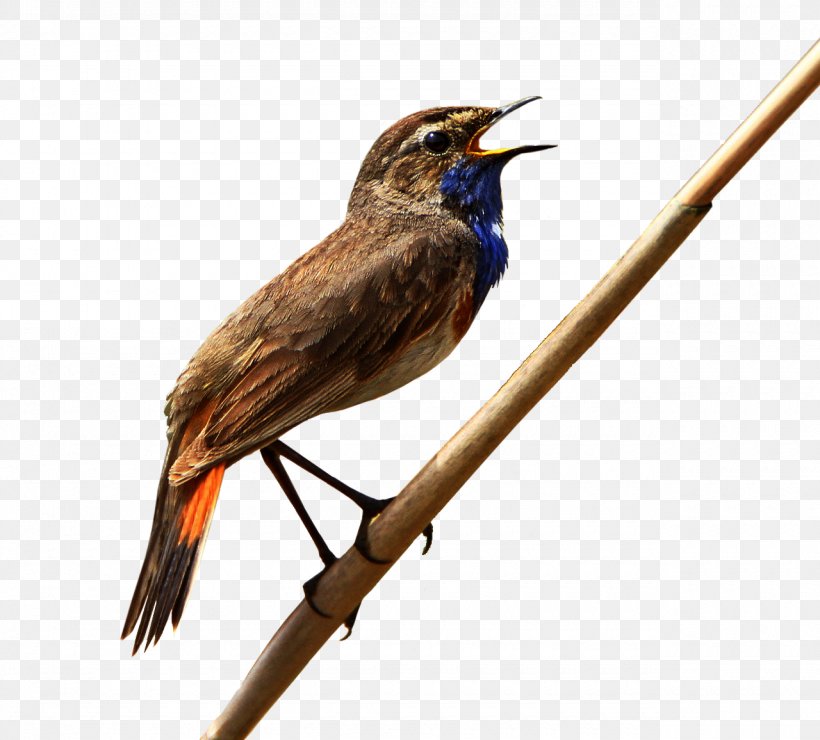 Fauna Beak Cuckoos, PNG, 1280x1156px, Fauna, Beak, Bird, Cuckoos, Cuculiformes Download Free