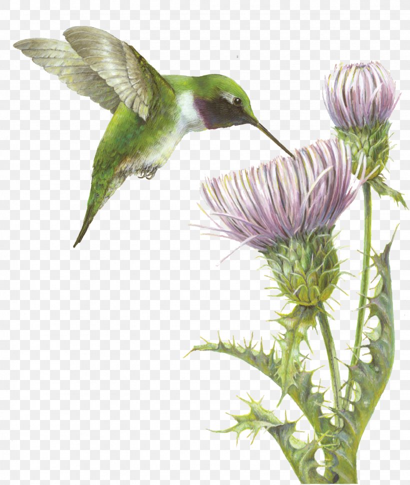 Hummingbird Fauna Flowering Plant Beak, PNG, 1527x1808px, Hummingbird, Beak, Bird, Fauna, Flora Download Free