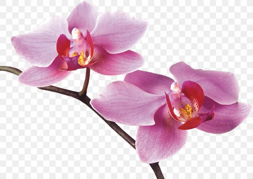 Orchids Flower Digital Image, PNG, 1200x849px, Orchids, Blossom, Cut Flowers, Dendrobium, Digital Image Download Free