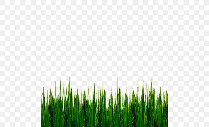 Stock Photography Lawn Royalty-free Green, PNG, 500x500px, Stock Photography, Commodity, Crop, Field, Grass Download Free