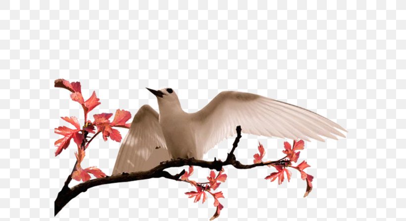 Bird Colombe Flight Beak Doves As Symbols, PNG, 600x446px, Bird, Aile, Animal Migration, Beak, Bird Migration Download Free