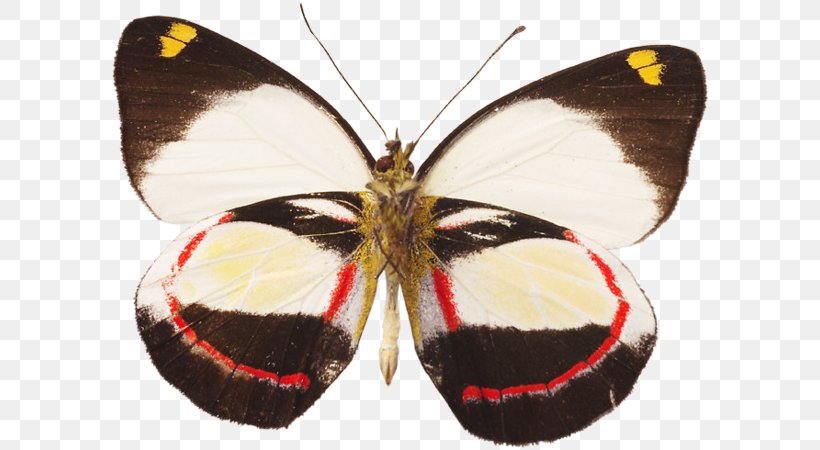 Brush-footed Butterflies Pieridae Moth Butterfly, PNG, 600x450px, Brushfooted Butterflies, Arthropod, Brush Footed Butterfly, Butterfly, Insect Download Free