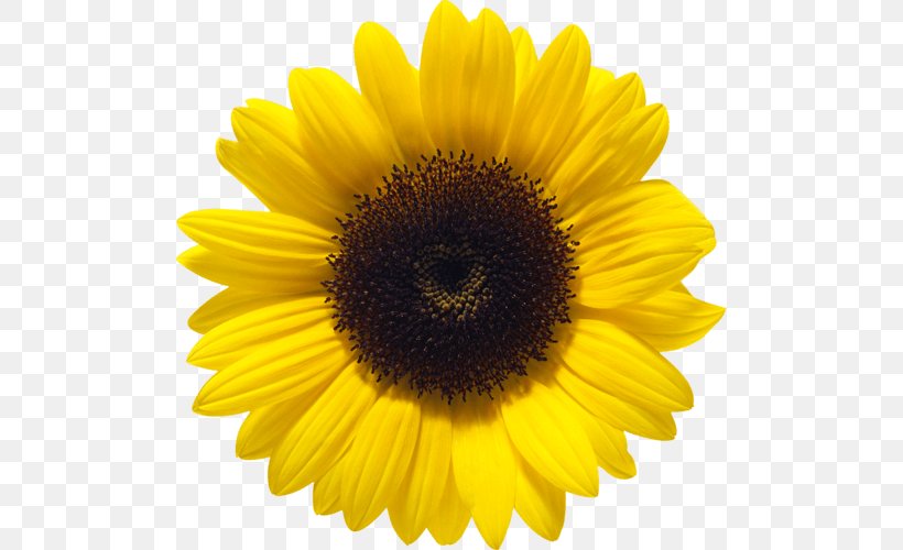 Common Sunflower Clip Art, PNG, 500x500px, Common Sunflower, Annual Plant, Daisy Family, Display Resolution, Flower Download Free