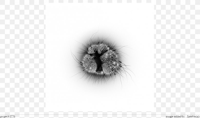 Desktop Wallpaper Fur, PNG, 996x588px, Fur, Artwork, Black And White, Computer, Monochrome Download Free