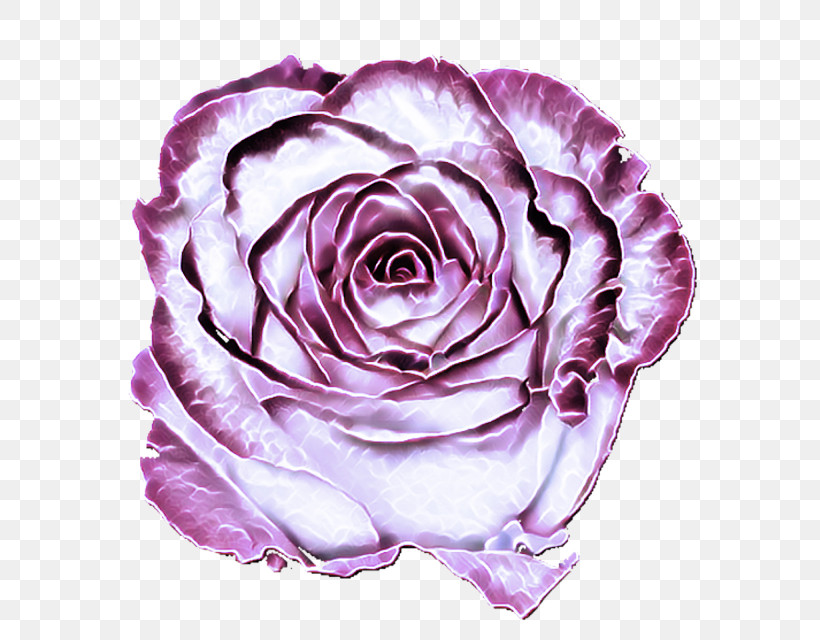 Garden Roses, PNG, 640x640px, Violet, Flower, Garden Roses, Hybrid Tea Rose, Petal Download Free