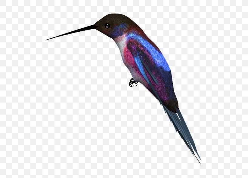 Hummingbird Kingfisher, PNG, 600x590px, Bird, Beak, Bird Flight, Fauna, Feather Download Free