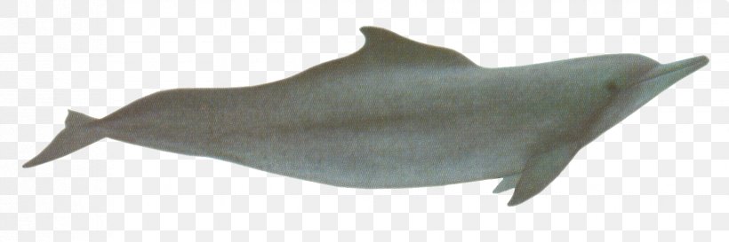 Porpoise South Asian River Dolphin Common Bottlenose Dolphin Tucuxi, PNG, 1650x550px, Porpoise, Animal, Animal Figure, Atlantic Humpback Dolphin, Baiji Download Free