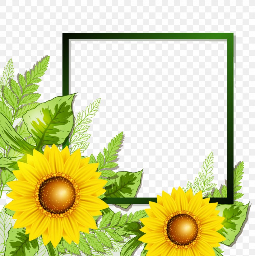 Sunflower Border, PNG, 996x1000px, Common Sunflower, Cut Flowers, Daisy Family, Film Frame, Floral Design Download Free