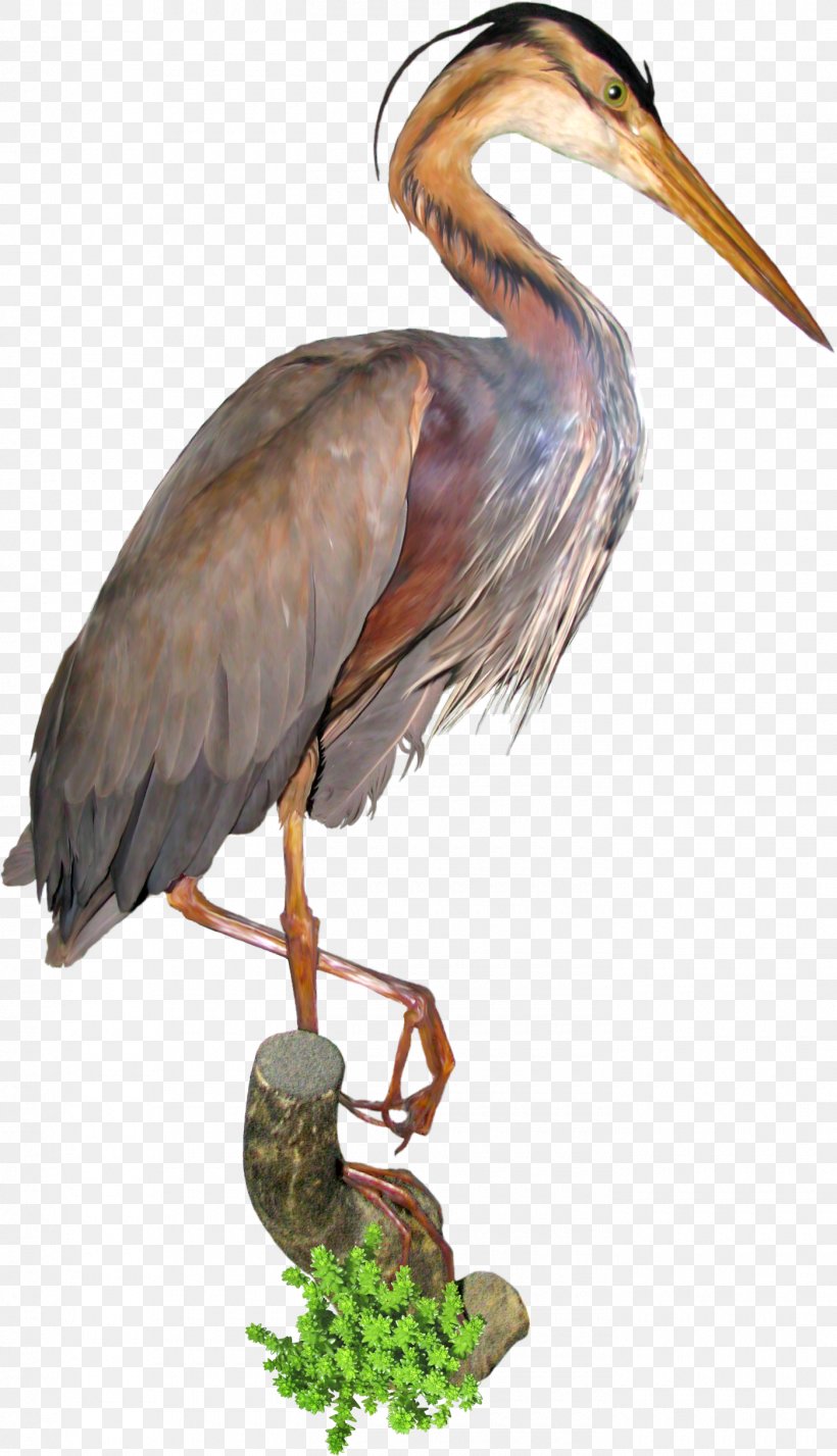 Bird Crane Green Heron Stork Ardea, PNG, 1400x2438px, Bird, Ardea, Beak, Ciconiiformes, Crane Download Free