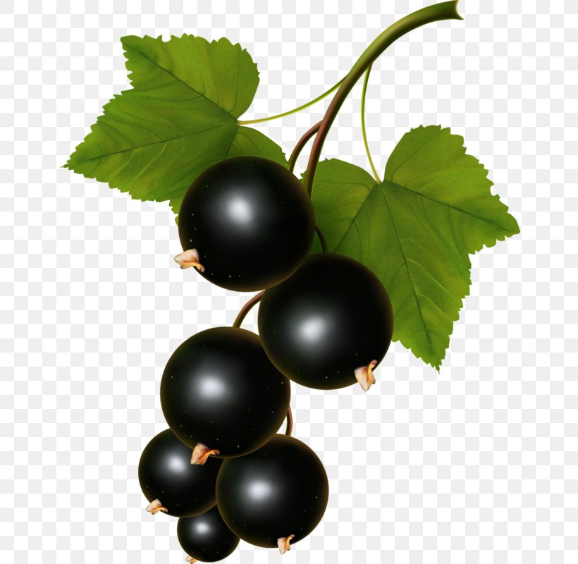 Blackcurrant Vector Graphics Clip Art Zante Currant Illustration, PNG, 656x800px, Blackcurrant, Berries, Berry, Bilberry, Blackberry Download Free