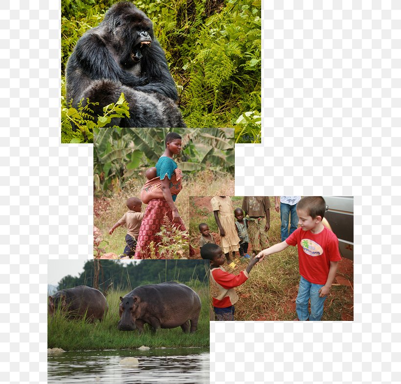Gorilla Common Chimpanzee National Park Fauna, PNG, 626x785px, Gorilla, Chimpanzee, Common Chimpanzee, Fauna, Flora Download Free