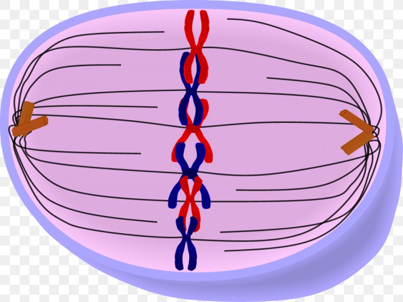 Homologous Chromosome Mitosis Metaphase Cell, PNG, 1148x861px, Chromosome, Anaphase, Area, Cell, Cell Cycle Download Free