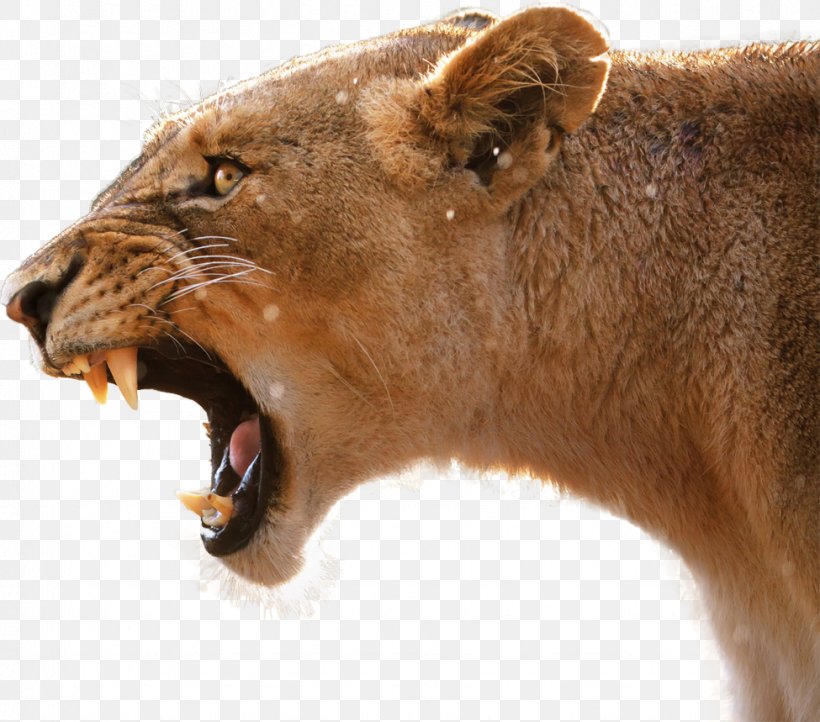 Lion's Roar Cougar Lion's Roar, PNG, 975x859px, Lion, Big Cats, Carnivoran, Cat, Cat Like Mammal Download Free