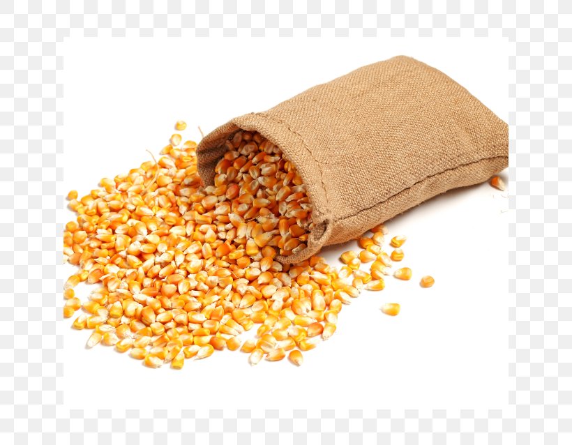 Hybrid Organic Maize Grain, For Animal Feed, Packaging Type: PP Bag