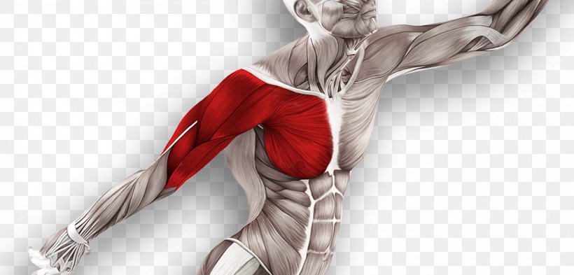 Muscle Tissue Muscular System Technique Anatomy, PNG, 1000x480px, Muscle, Abdomen, Anatomy, Arm, Cat Download Free