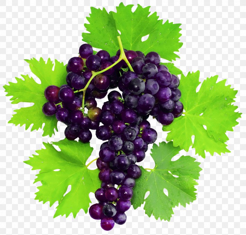 Pinot Noir Grape Fruit Leaf, PNG, 1784x1704px, Pinot Noir, Currant, Flowering Plant, Food, Fruit Download Free