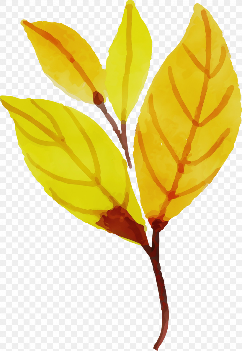 Plant Stem Leaf Petal Yellow Fruit, PNG, 2072x3000px, Watercolor Autumn, Biology, Colorful Leaf, Flower, Fruit Download Free