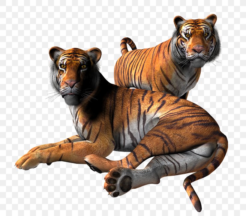 Tiger Cat, PNG, 744x720px, 3d Computer Graphics, Tiger, Animal, Big Cat, Big Cats Download Free