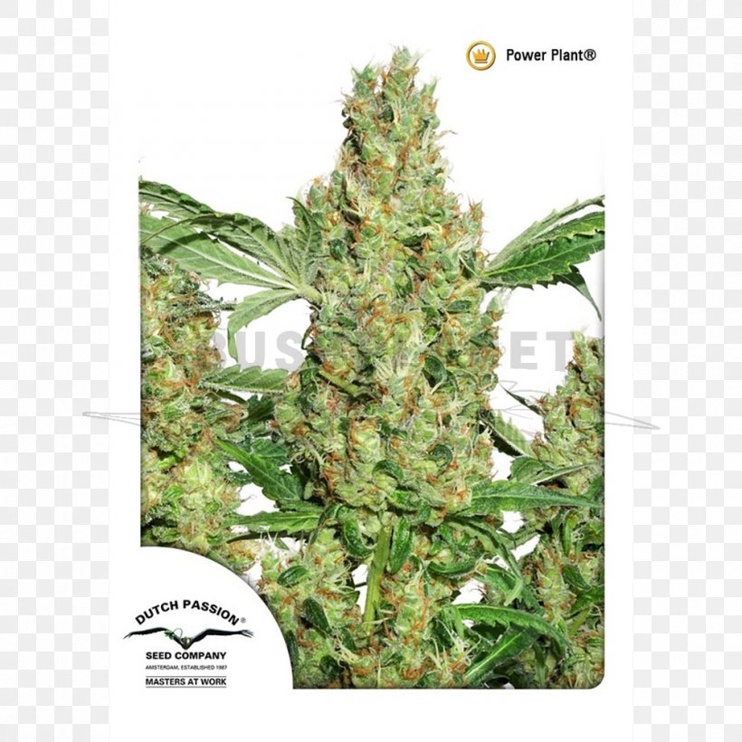 Cannabis Sativa Seed Plant Medical Cannabis, PNG, 1000x1000px, Cannabis, Autoflowering Cannabis, Cannabis Cultivation, Cannabis Sativa, Coffeeshop Download Free