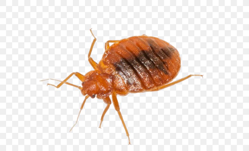 Cockroach Mosquito Insect Rodent Bed Bug, PNG, 584x500px, Cockroach, Arthropod, Bed, Bed Bug, Bed Bug Bite Download Free
