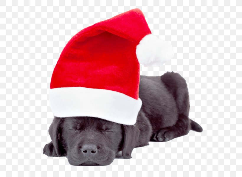 Labrador Retriever Puppy Yorkshire Terrier Santa Claus Golden Retriever, PNG, 600x600px, Labrador Retriever, Carnivoran, Christmas, Christmas Card, Christmas Ornament Download Free