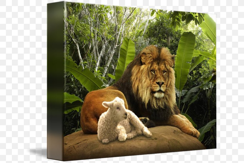 Lion And The Lamb Sheep Lamb And Mutton Clip Art, PNG, 650x547px, Lion And The Lamb, Art, Big Cats, Canvas, Canvas Print Download Free