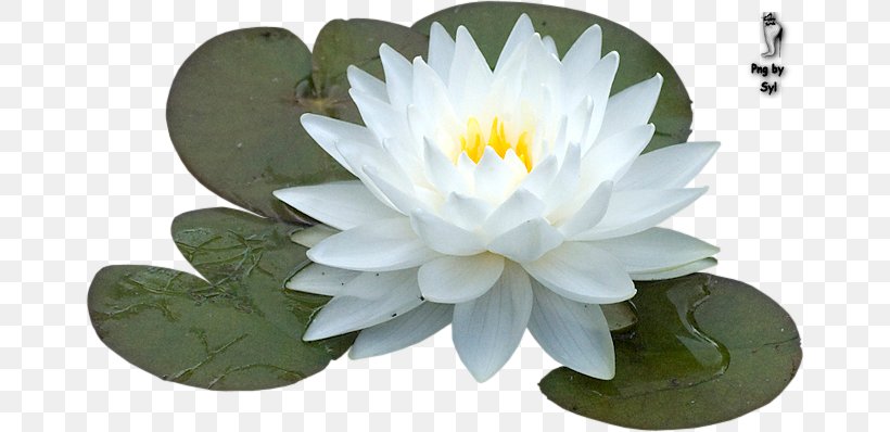 Sacred Lotus Flower Schoonheidssalon De Watertuyn Barneveld Clip Art, PNG, 662x398px, Sacred Lotus, Aquatic Plant, Flower, Flowering Plant, Internet Download Free