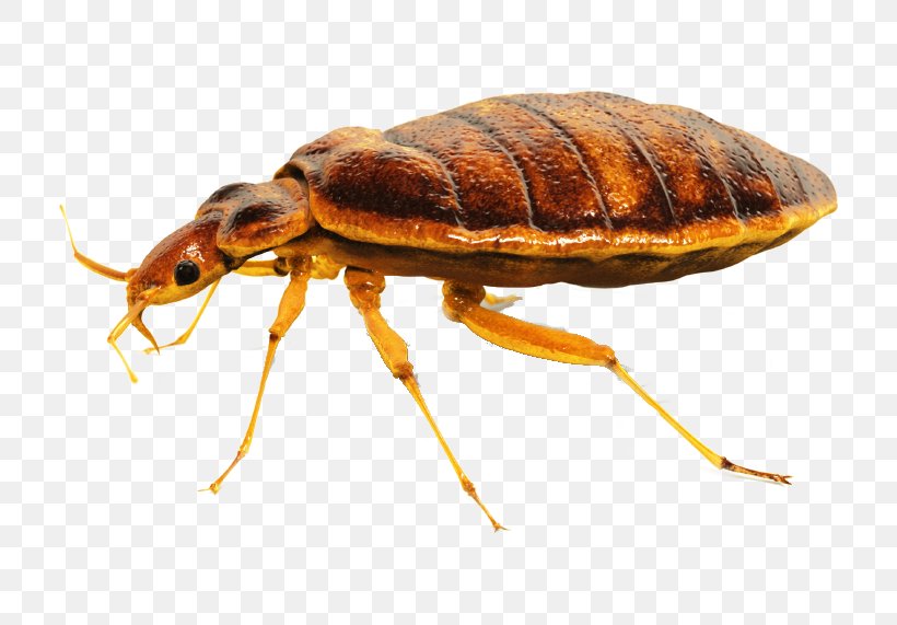 Cockroach Punaise Des Lits Bedbug Pest Control, PNG, 767x571px, Cockroach, Arthropod, Bed, Bed Bug Bite, Bed Sheets Download Free