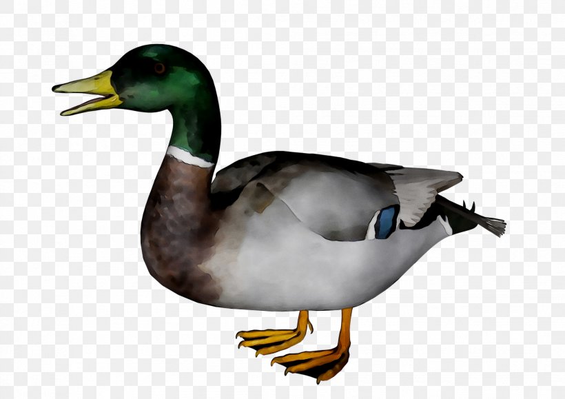 Mallard Goose Duck Fauna Beak, PNG, 1983x1402px, Mallard, American Black Duck, Beak, Bird, Duck Download Free
