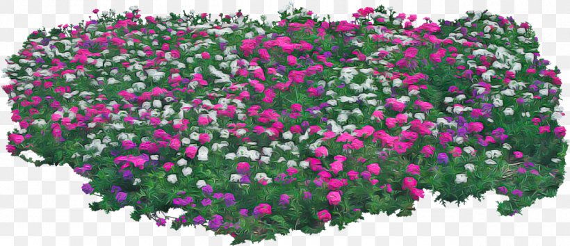 Flower Flowering Plant Plant Pink Groundcover, PNG, 1280x554px, Flower, Annual Plant, Flowering Plant, Groundcover, Magenta Download Free