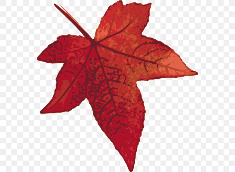 Maple Leaf Clip Art, PNG, 564x600px, Maple Leaf, Autumn, Autumn Leaf Color, Drawing, Leaf Download Free