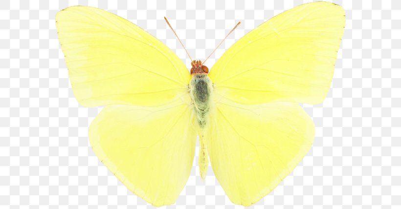 Pieridae Brush-footed Butterflies Silkworm Butterfly Moth, PNG, 600x428px, Pieridae, Arthropod, Bombycidae, Brush Footed Butterfly, Brushfooted Butterflies Download Free