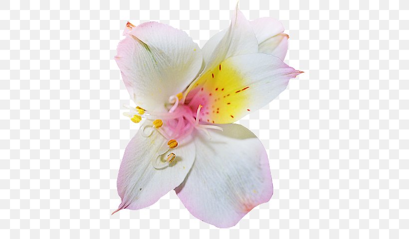 Rhododendron Flower Azalea Clip Art, PNG, 436x480px, Rhododendron, Alstroemeriaceae, Animaatio, Azalea, Blossom Download Free