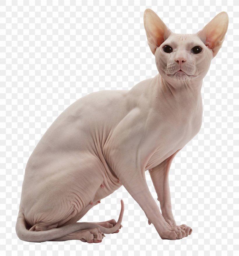 Sphynx Cat Donskoy Cat American Wirehair Kitten, PNG, 3817x4096px, Sphynx Cat, American Wirehair, Animal, Breed, Canadian Cat Association Download Free