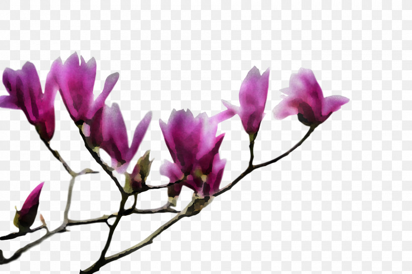 Spring Flower Spring Floral Flowers, PNG, 1920x1280px, Spring Flower, Branch, Chinese Magnolia, Crocus, Cyclamen Download Free