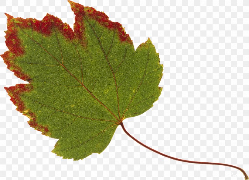 Maple Leaf Autumn Leaf Color Red, PNG, 1200x865px, Maple Leaf, Annual Plant, Autumn, Autumn Leaf Color, Black Maple Download Free