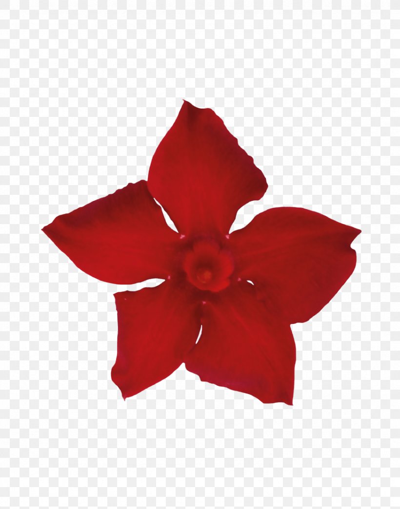 Rocktrumpet Petal Cut Flowers Sorting Algorithm, PNG, 871x1111px, Rocktrumpet, Average, Cut Flowers, Flower, Flowering Plant Download Free