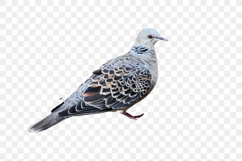 Bird Stock Dove Rock Dove Pigeons And Doves Beak, PNG, 2448x1632px, Watercolor, Beak, Bird, Paint, Pigeons And Doves Download Free