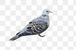 Beak Pigeons And Doves - Bird Stock Dove Rock Dove Pigeons And Doves Beak PNG