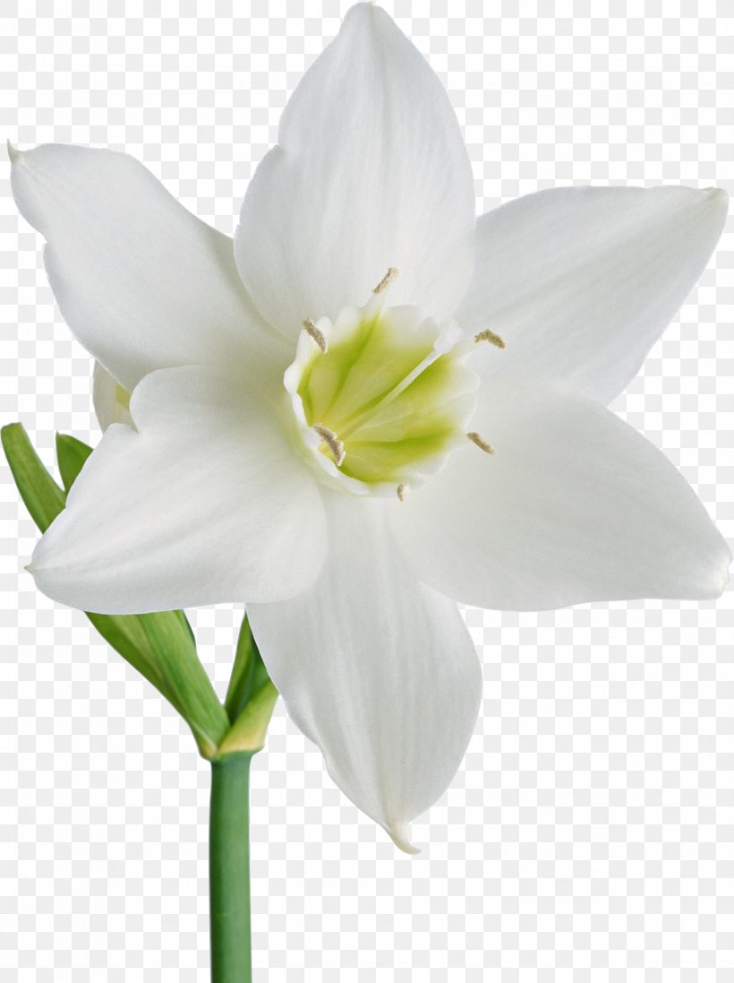 Flower Daffodil Garden Roses Clip Art, PNG, 1674x2241px, Flower, Amaryllis Belladonna, Amaryllis Family, Cut Flowers, Daffodil Download Free