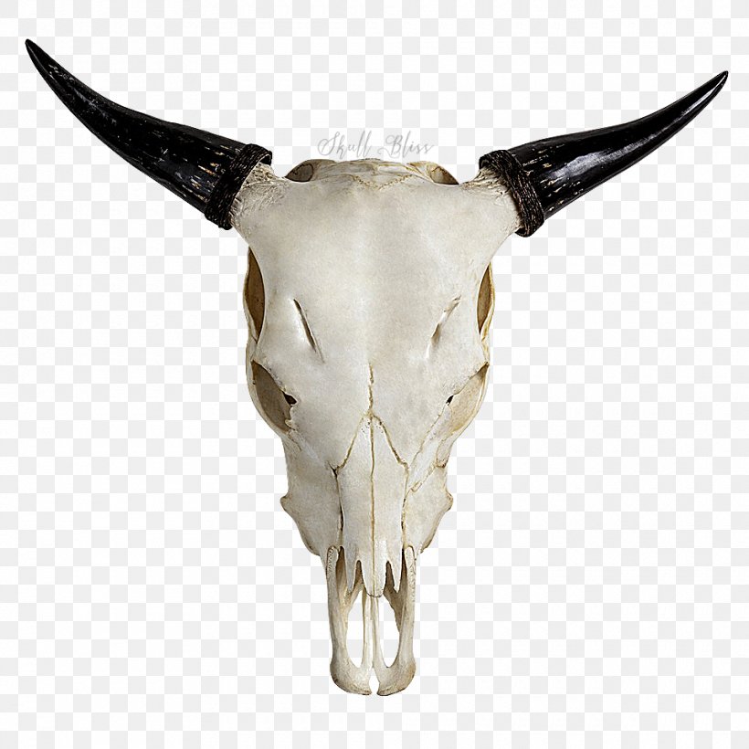 Highland Cattle Skull Horn Bull Goat, PNG, 960x960px, Highland Cattle, Bone, Bull, Cattle, Cattle Like Mammal Download Free