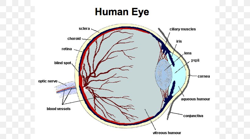 Human Eye Function Human Body Anatomy, PNG, 592x457px, Watercolor, Cartoon, Flower, Frame, Heart Download Free