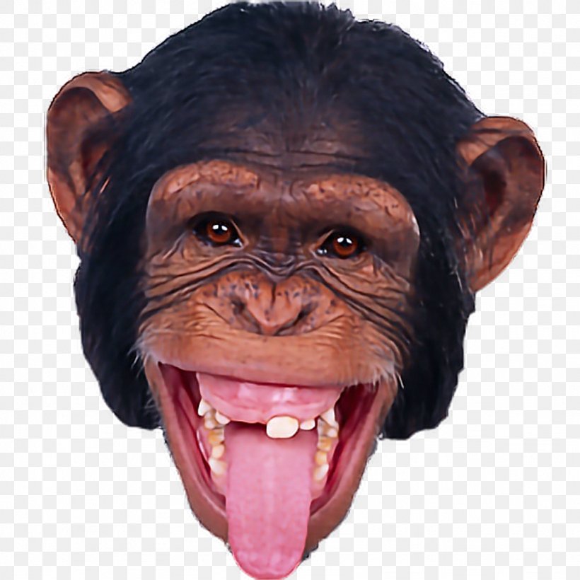 Monkey Orangutan, PNG, 1024x1024px, Monkey, Chimpanzee, Common Chimpanzee, Great Ape, Grid Download Free