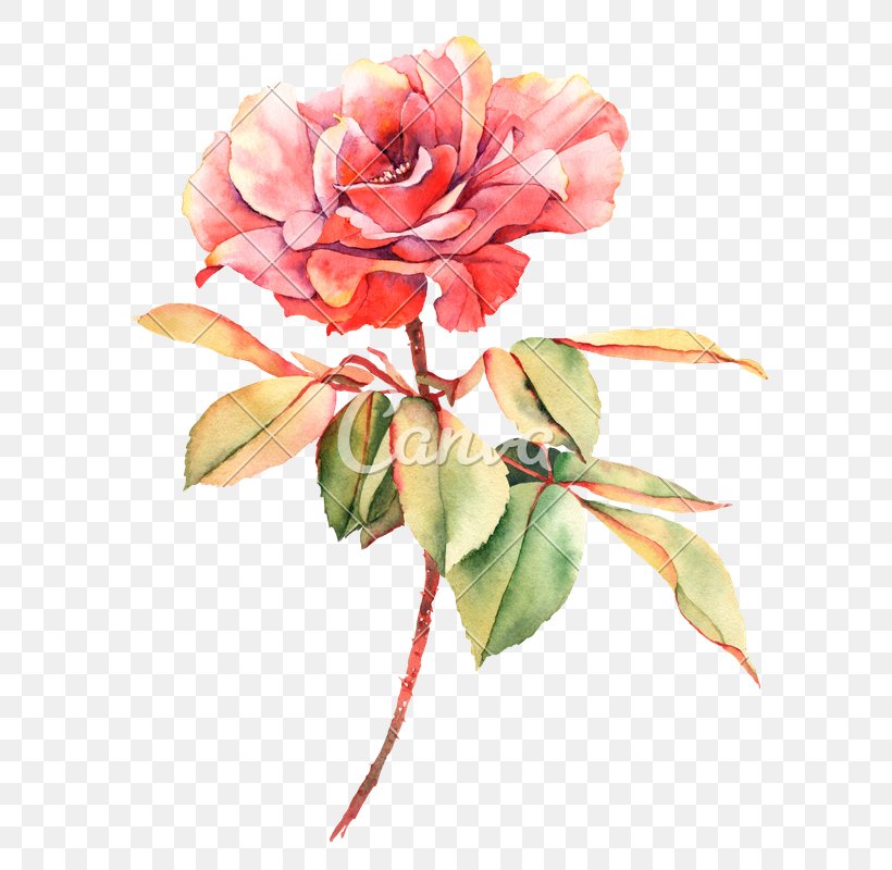 Rose Watercolor Painting Flower Photography, PNG, 620x800px, Rose, Artificial Flower, Cut Flowers, Drawing, Floral Design Download Free